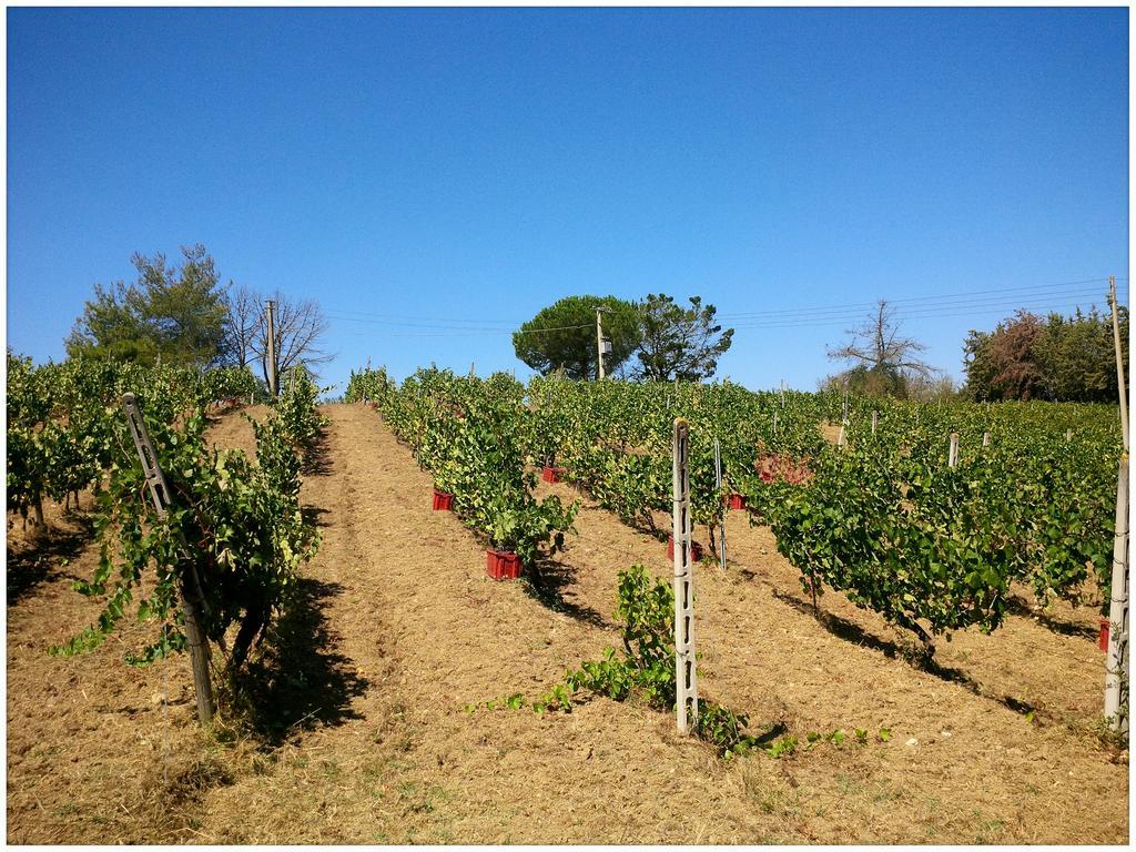 Agriturismo San Giusto Montiano  Dış mekan fotoğraf