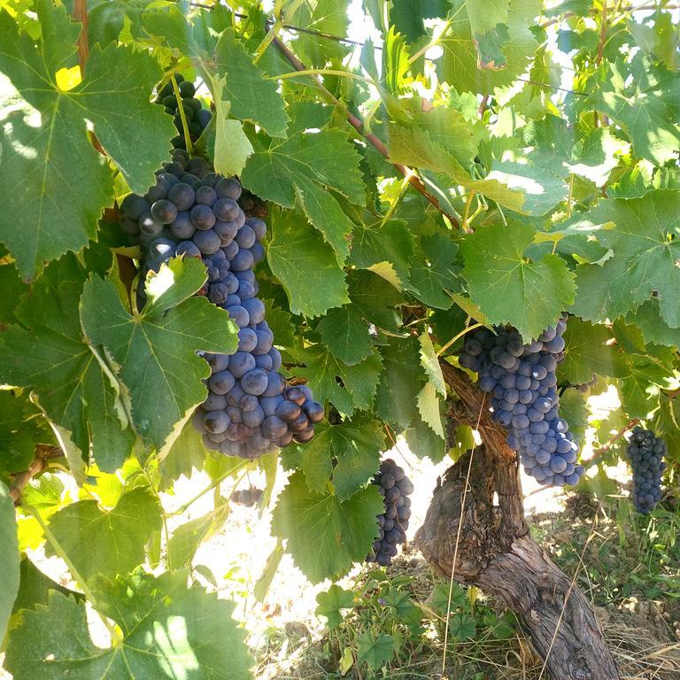 Agriturismo San Giusto Montiano  Dış mekan fotoğraf